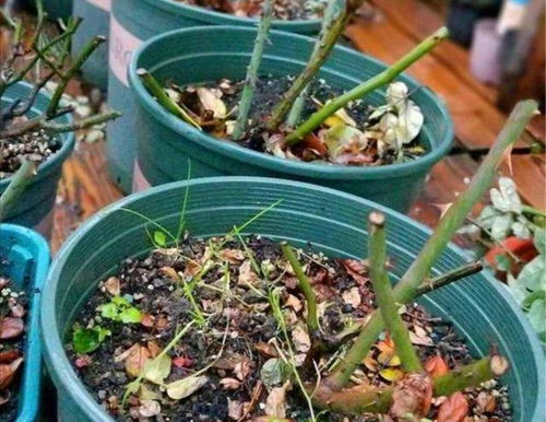 球根的营养根多寡影响萌芽速度