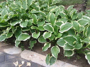 植物的名字大揭秘