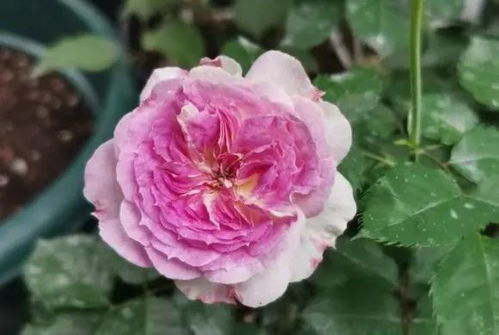 施肥时间有讲究：避开特殊时期