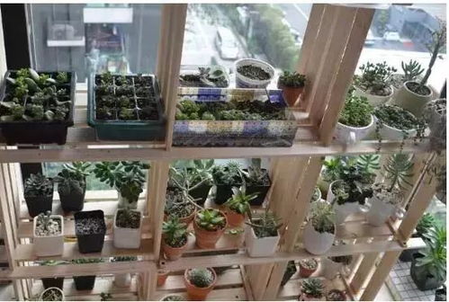 闺蜜阳台草坪的种植经验