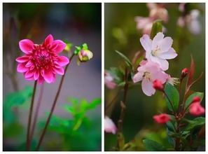 勤劳花儿早开放，牵牛花野蔷薇