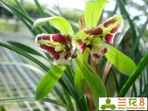 惠兰的养护与繁殖