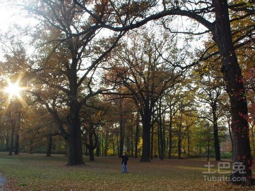 种植橡树的保命技巧