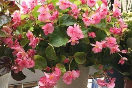 五、修剪要适时保持美观