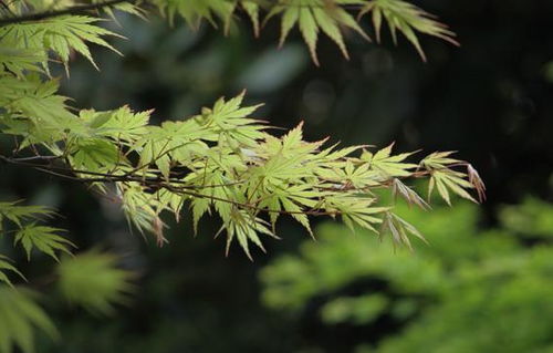 开白花的树有哪些？这几种适合庭院种植吗