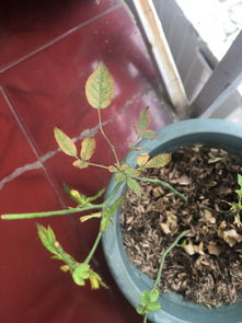 月季为什么经常有虫子出没？