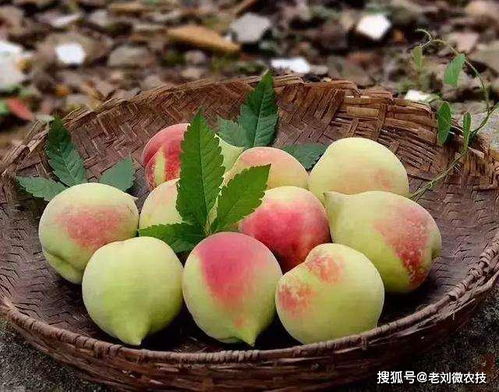 熊童子掉叶子是缺水/施肥不当？这篇文章告诉你原因