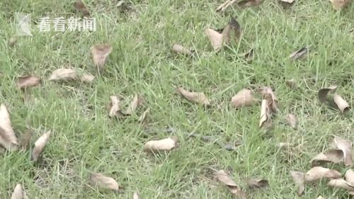 喷洒农药会伤害外面的野猫吗？