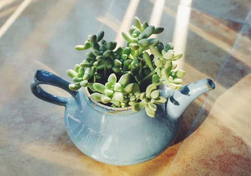 上盆缓苗，月季花扦插