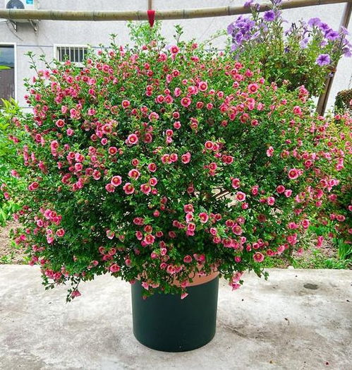 菊花：四季开花，色彩斑斓