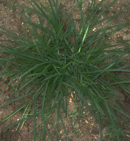 禾本科杂草的防治