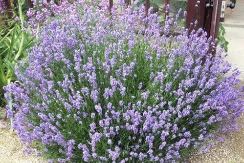 薰衣草：干燥中的生命之香