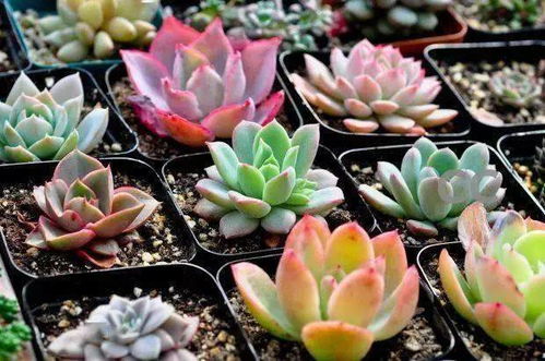 多肉浇水，你真的会吗那个？