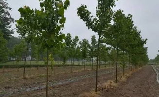 杨树飞絮的烦恼，河南周口出新招