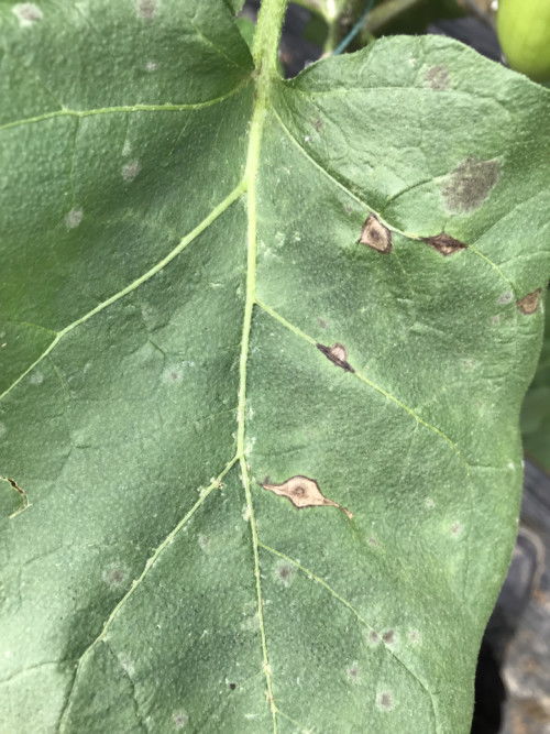 喷喷kan，效果如何？