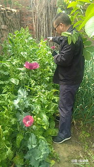 春天种植，快快长，快来瞧！