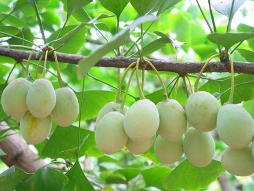 保存种子， 有讲究