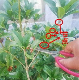 桂花枝条怎么插才能快速生根，有没有最快的方法