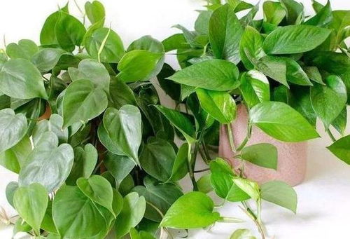 彩椒种植心得分享