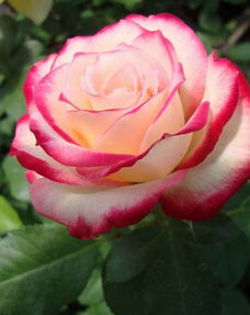 玫瑰芽发芽的样子