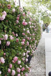 玫瑰栽培的历史与价值