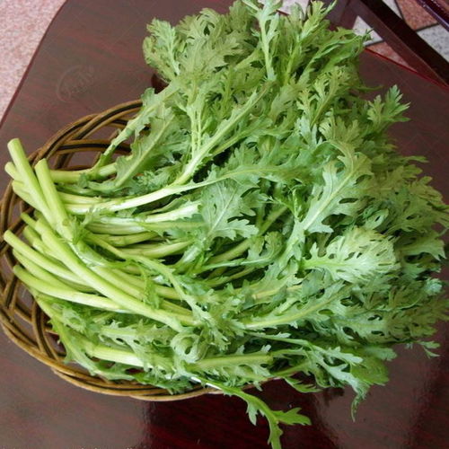 茼蒿菜种植时如何控制环境条件使其更容易发芽