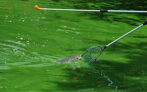 黑漂提竿不中鱼，是钓鱼过程中常见的问题