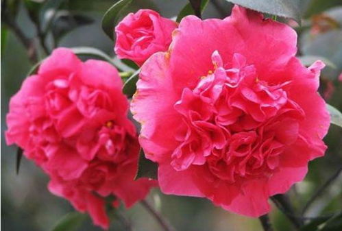 三、 金森女贞：叶色鲜艳，新叶金黄