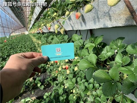 效果如何？作物保根全攻略中推荐吗？