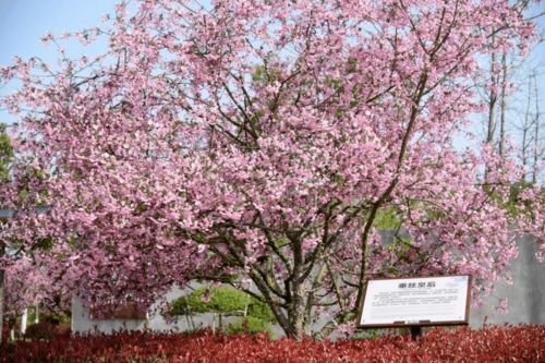 栽培管理，海棠花的日常护理