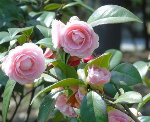 原因二：浇水不当