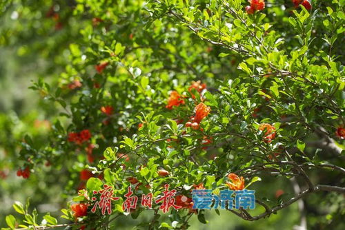 石榴一年四季都开花，那么它主要在哪个季节开花呢