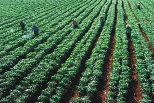 一、资兴市受欢迎的蔬菜品种