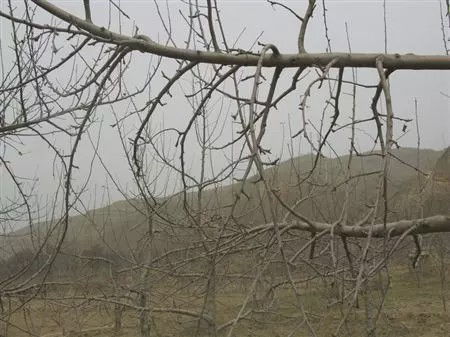 苹果树主枝过长如何修剪？请推荐四个有效的苹果树修剪方法