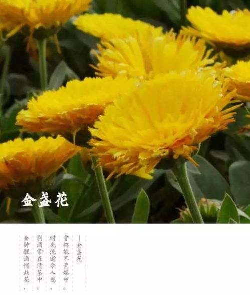 “金盏花绽放，似黄金洒落