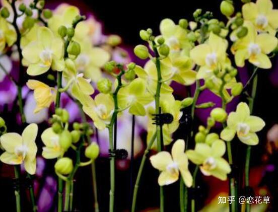 兰花花语：高洁、谦逊、美好