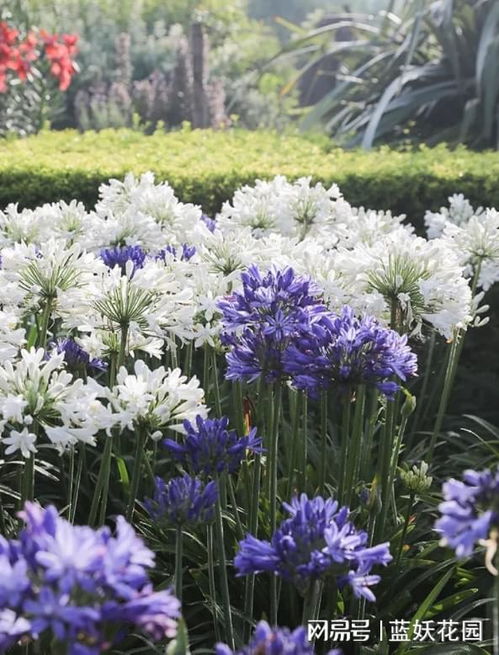 百子莲不开花是为什么？有没有开花图片可以参考？