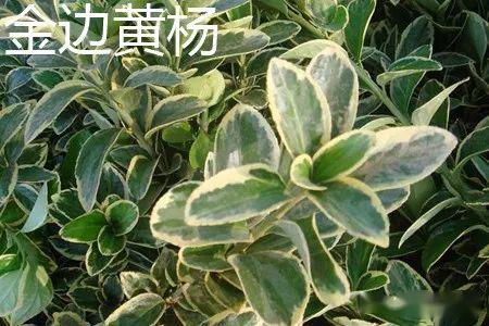法国冬青最佳种植时间为秋季至早春