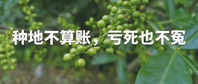 种植30亩车前子，收入如何？