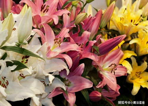 香水百合一年开几次花？不同品种开花次数一样吗
