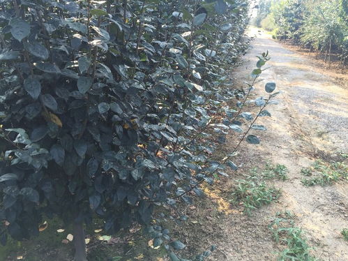 北美海棠目前价格如何？