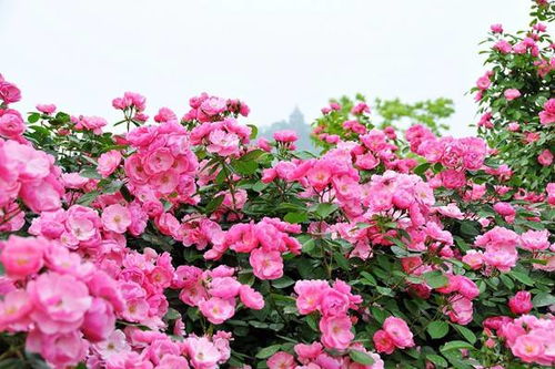 月季：枝条相似， 但细节有区别