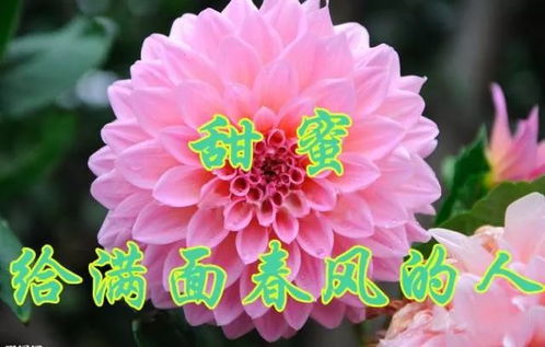 大丽花种子种植指南：当年开花与成熟时间速览