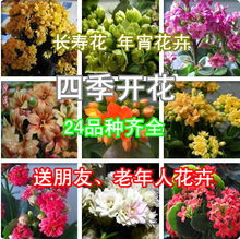 多肉植物：迷你版的绿宝石