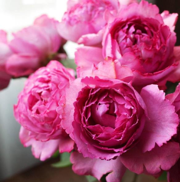 延长花期的小技巧