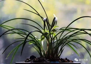 兰花杆憋三年不发芽，急死个人怎么办？