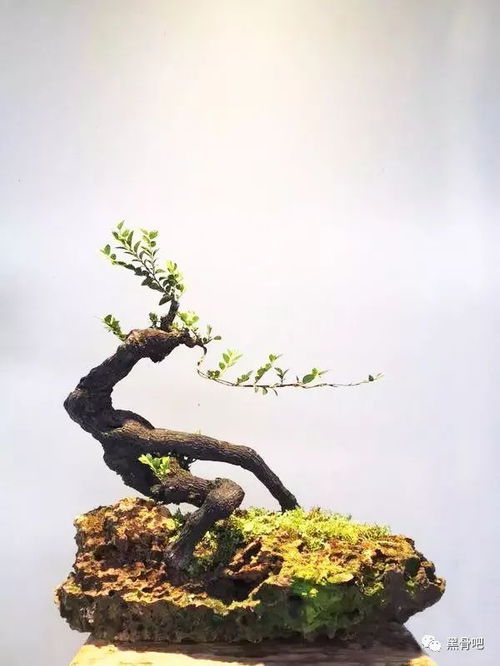 盆景哪里有？图片大全等你来欣赏