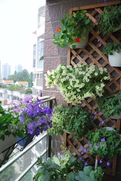 紫藤花架的分类， 让你的阳台角落geng有特色