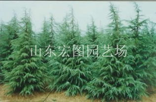 雪松的冬季防护，你真的了解吗？