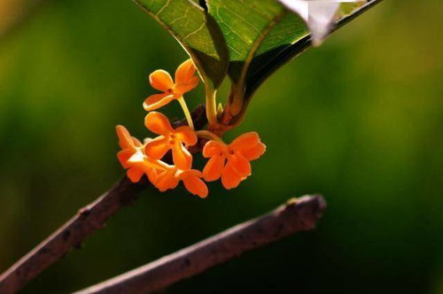 桂花：秋季的使者